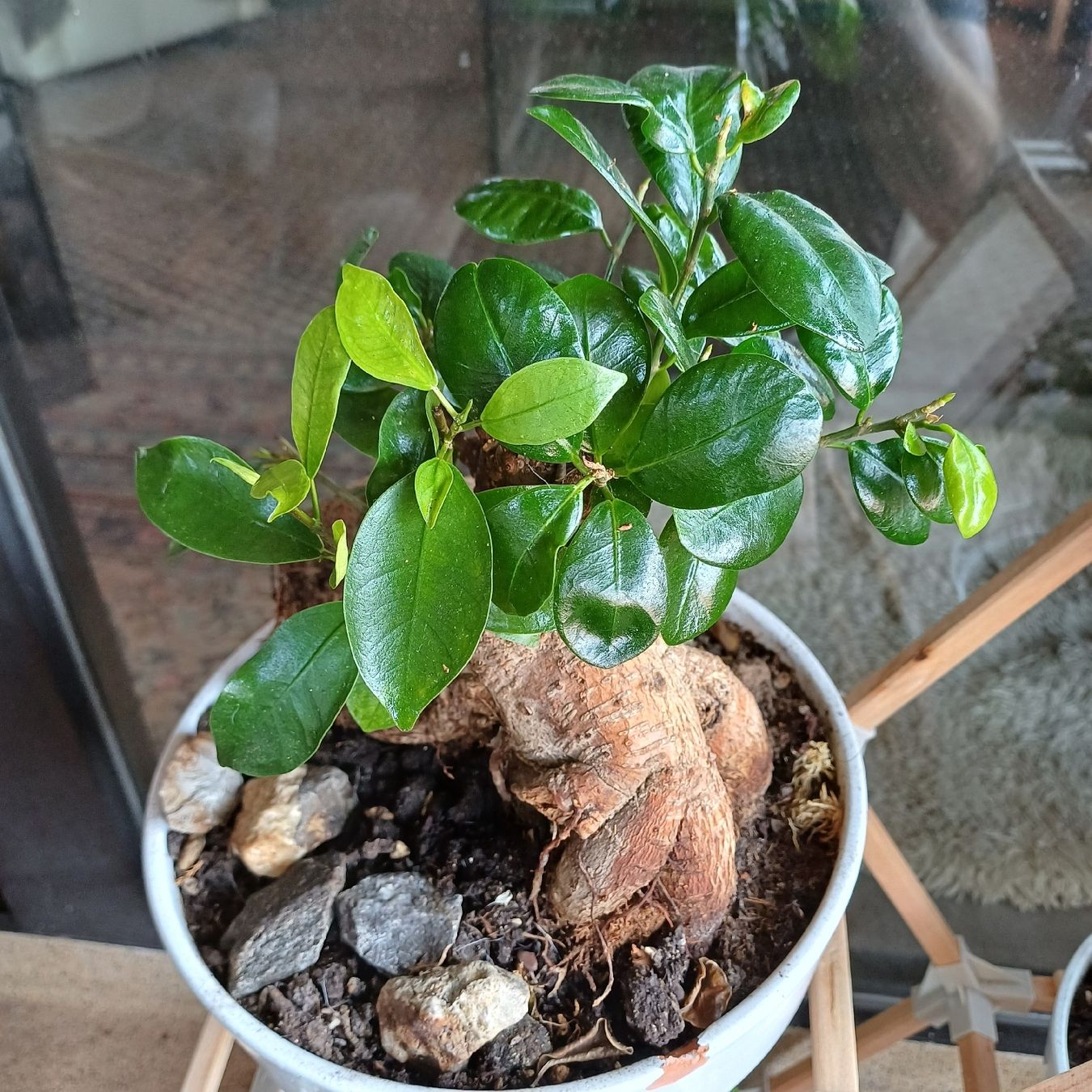 Piante & sementi: bonsai Gingseng 2 – Nuovo (secondo la descrizione) da Paradiso venduto da botanica.bruta 1