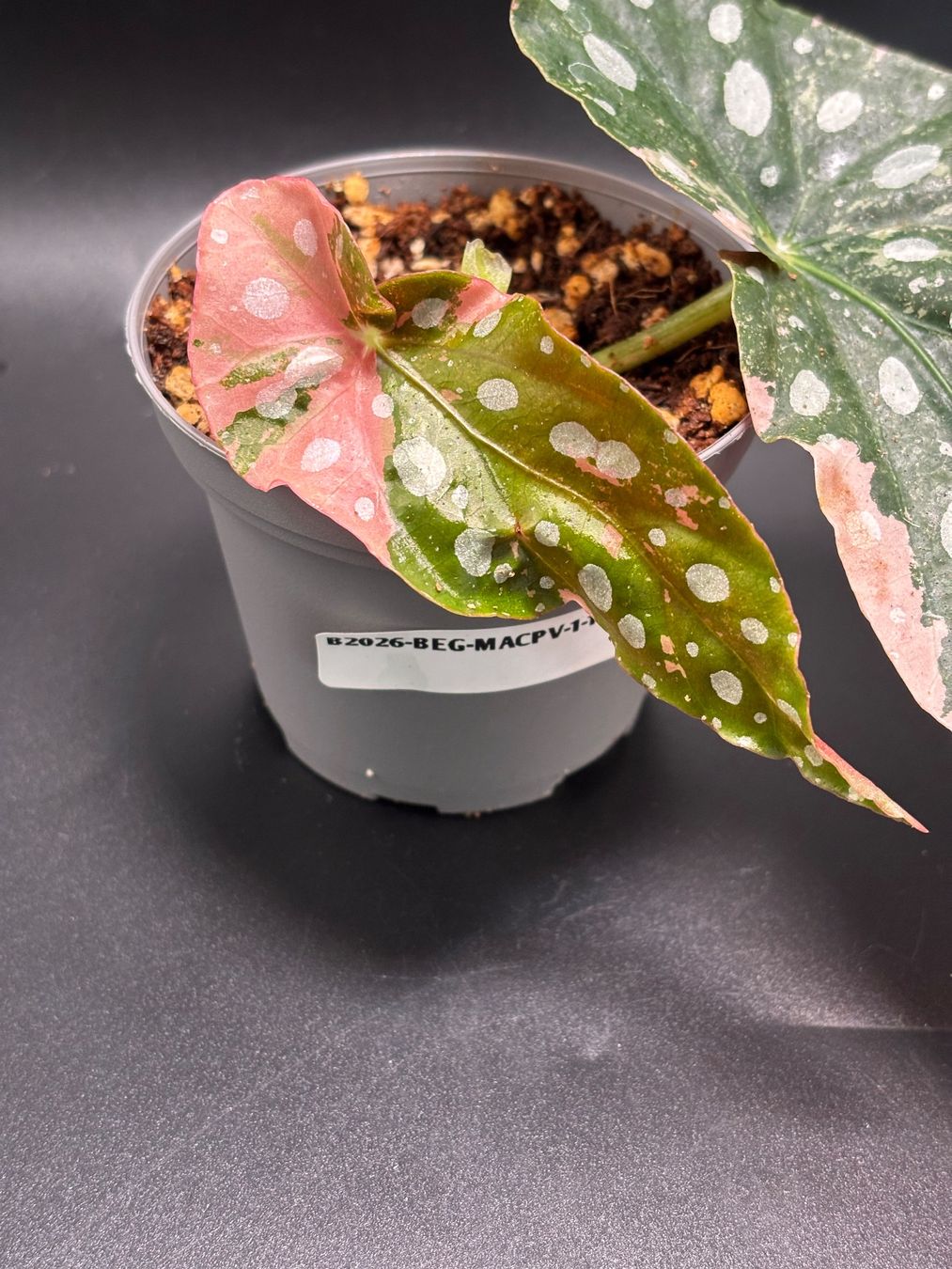 Piante & sementi: Begonia Maculata Pink Variegata – Nuovo e nell'imballaggio originale da Basel venduto da Pink_White 1