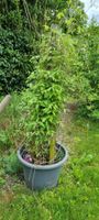 Clematis Waldrebe Hagley Hybrid, im Topf, bereit zum Pfla...