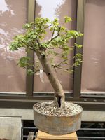 03 Feldahorn / Acer campestre Bonsai