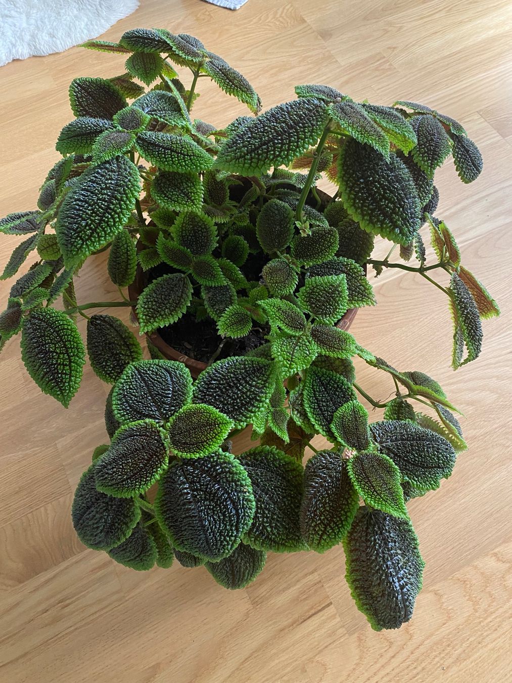 Pflanzen & Samen: Pilea mollis Stecklinge (2.0) – Neu (gemäss Beschreibung) aus Bern von giuanna 2