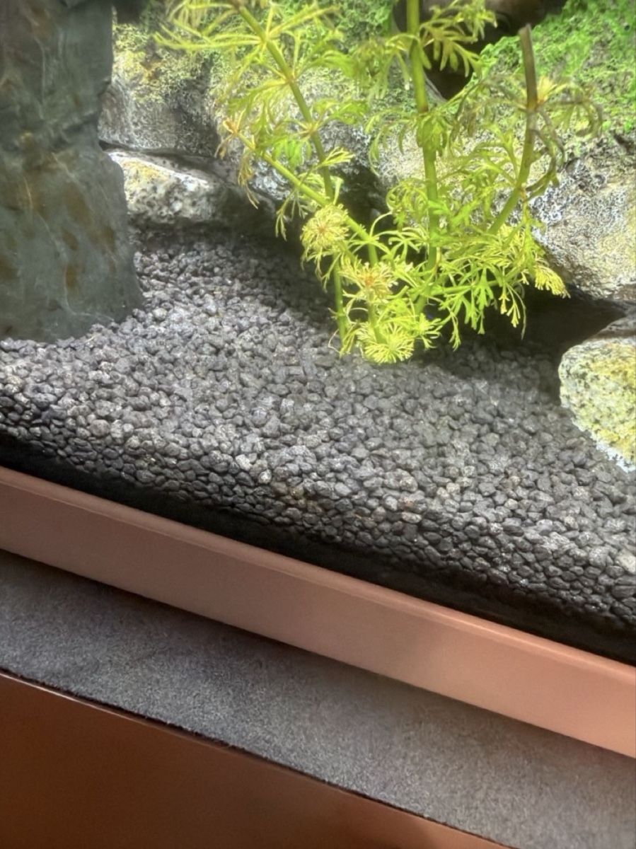 Aquarium: Aquarium 60l mit möbel – Gebraucht aus Allschwil von B.Bivona 5