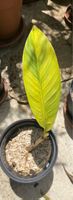 Musa acuminata papua yellow, gelb-grüne panaschierte Banane