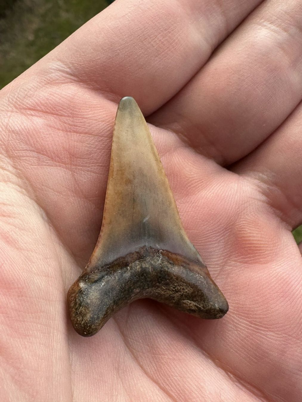 Fossili: fossiler Zahn weisser Hai Peru – Usato da schüpfen venduto da rica122 1
