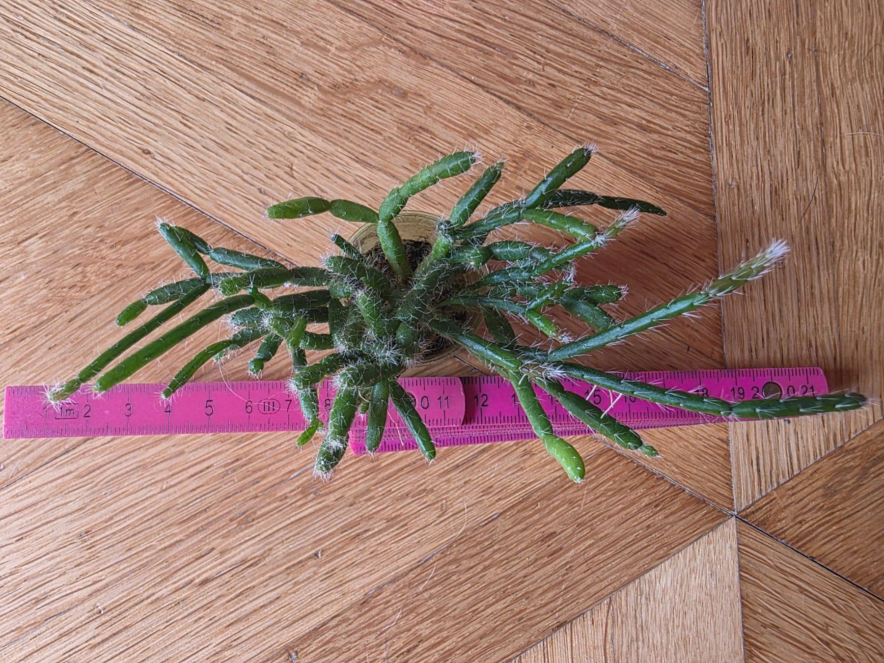 Piante & sementi: Rhipsalis baccifera / Korallenkaktus – Nuovo (secondo la descrizione) da Thalheim venduto da silvara01 1