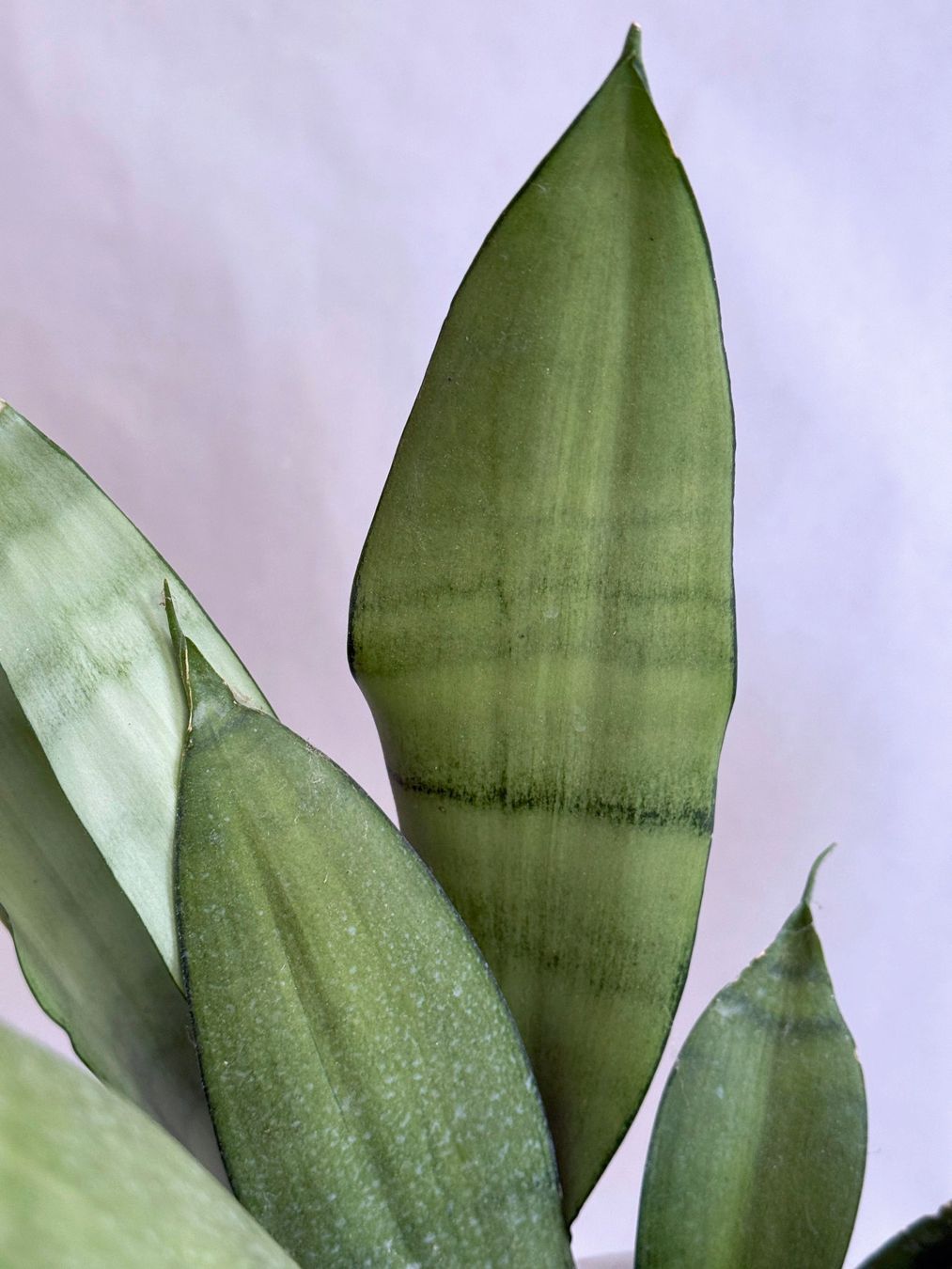 Plantes & graines: Sansevieria trifasciata 'Moonshine' – Neuf (Voir description) à Dübendorf par Orchid18 3