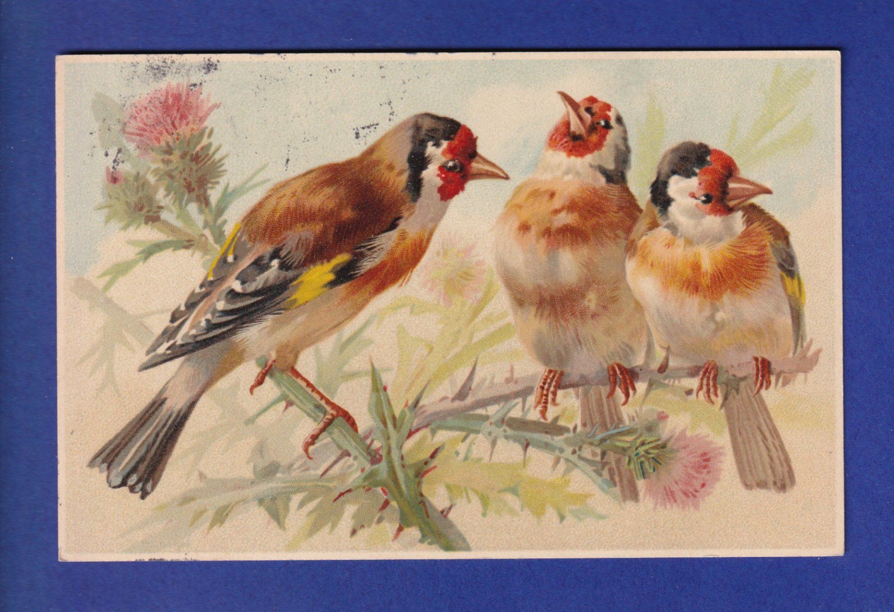 Cartes postales: OISEAU - Roselin de Cassin ? – D'occasion à Pully par nicecards-shop