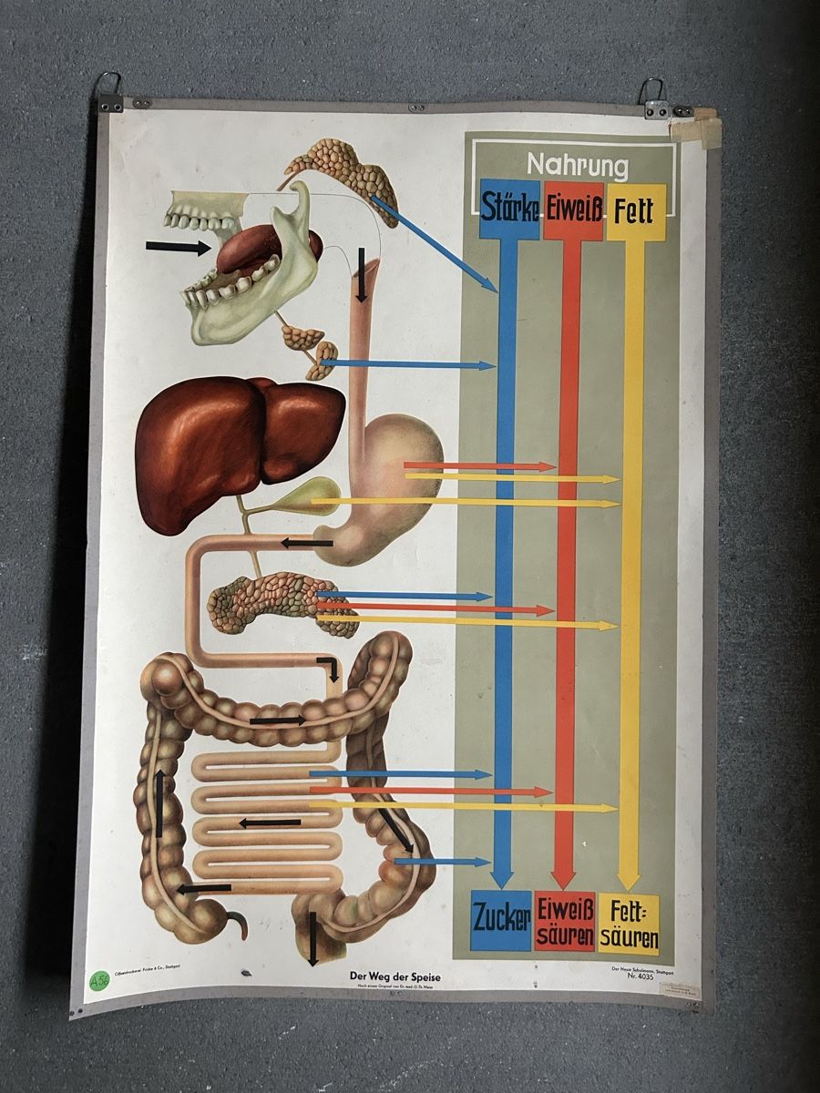Foto & Immagini: Vintage Anatomie Schul-Plakat – Usato da zürich venduto da lis_9nv5 1