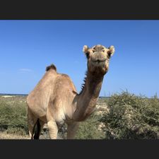 Profile image of Schanti0
