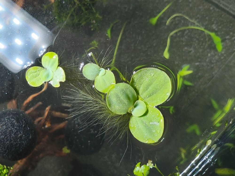 Wassersalat, Muschelblume für Aquarium und Teich Kaufen auf Ricardo