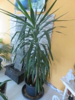 Pflanzen Zimmerpflanzen  1x Palme Bild1. 1x Avocado Bild 4