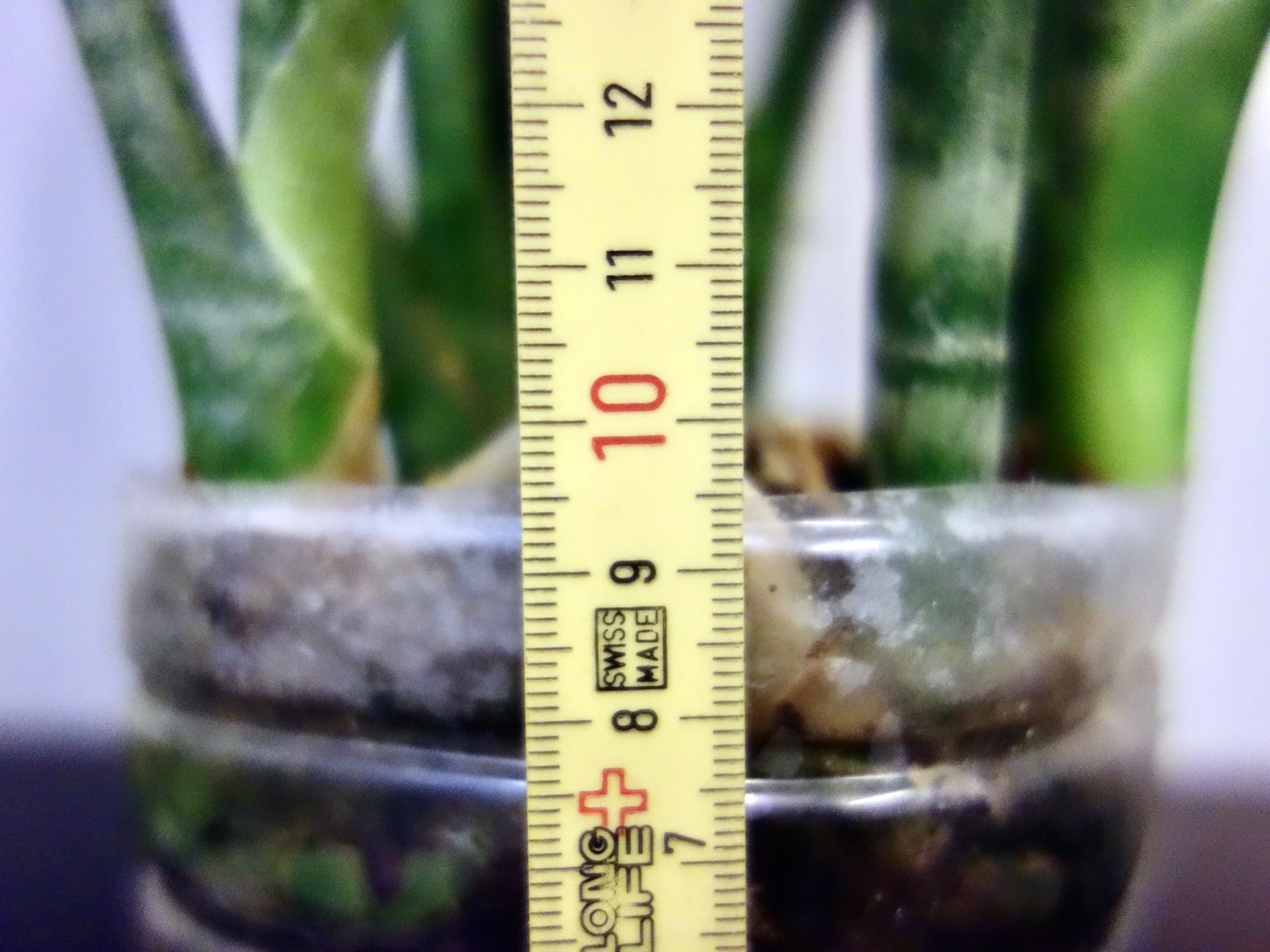 Pflanzen & Samen: Bogenhanf Sansevieria Trifasciata – Neu (gemäss Beschreibung) aus Kerzers von zimmergruen 4
