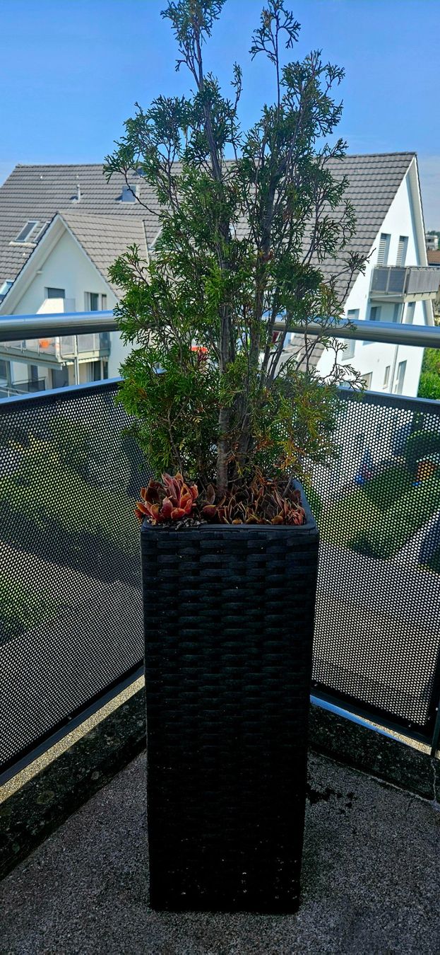 Vasi per fiori: 2 Pflanzentröge mit Inhalt – Usato da Volketswil venduto da lullu64 1