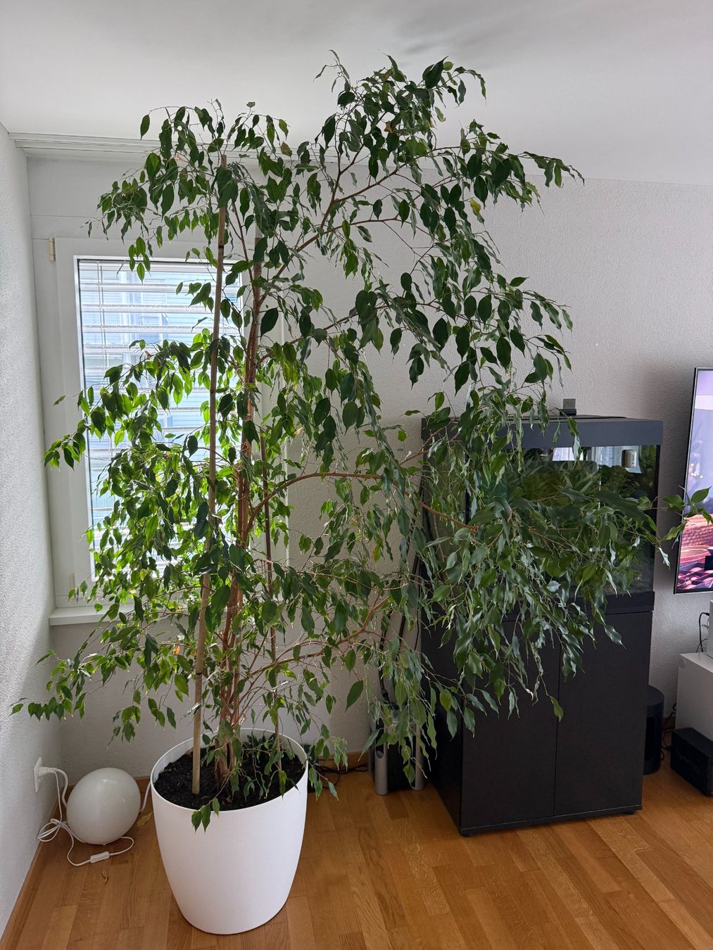 Plantes & graines: Ficus Benjamina im Topf – Neuf avec emballage d'origine à Zug par NDob 1