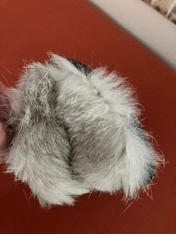 Gants & mitaines : Guanti di pelle marrone con interno di pelo tg. S/M – D'occasion à Melano par H-Sara 1