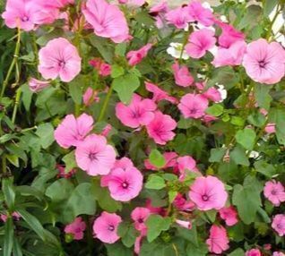 Pflanzen & Samen: 25 Samen Bechermalve  “SILVER CUP” – Neu und originalverpackt aus Rovio von POSITIFFARTandPLANTS 2