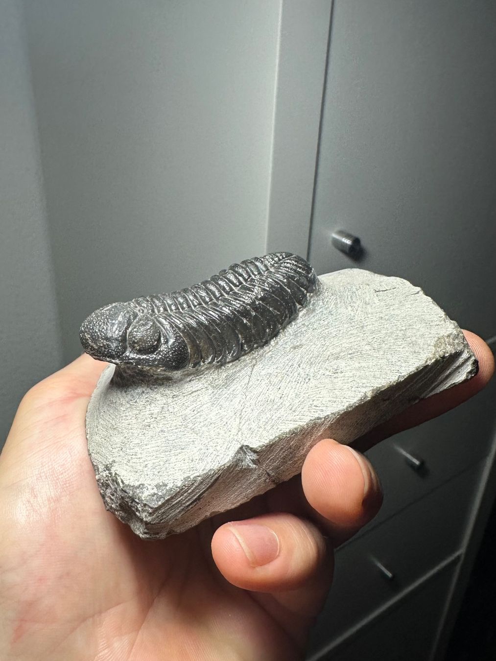 Fossili: Fossiler Trilobit - Phacops sp. – Usato da Lutzenberg venduto da CS65 3