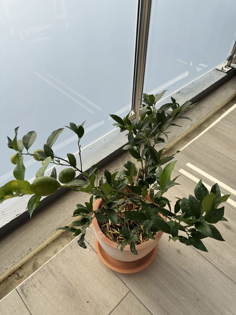 Plantes & graines: Zitronenbaum – D'occasion à Pratteln par ced_6khr 1