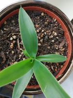 kleine Yucca
