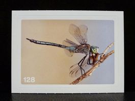 MIGROS MANIA Nature Detectives Nr. 128
