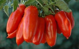 50 Samen Tomate SAN MARZANO Alte Sorte IT