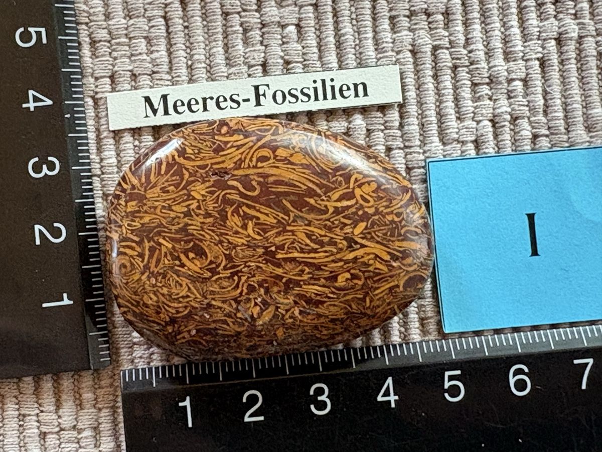 Fossilien: Meeres Fossilien Stein – Gebraucht aus Rümlang von euqinom16