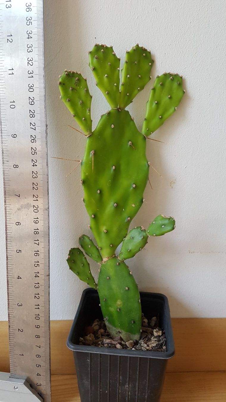 Pflanzen & Samen: Opuntia Kaktus Ableger bewurzelt – Gebraucht aus Horw von  2