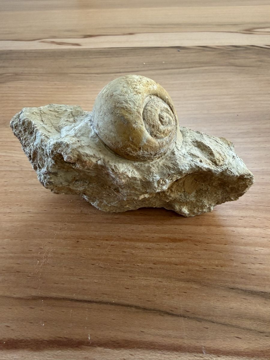 Fossiles: Versteinerte Schnecke – D'occasion à Grenchen par Bastet007 1