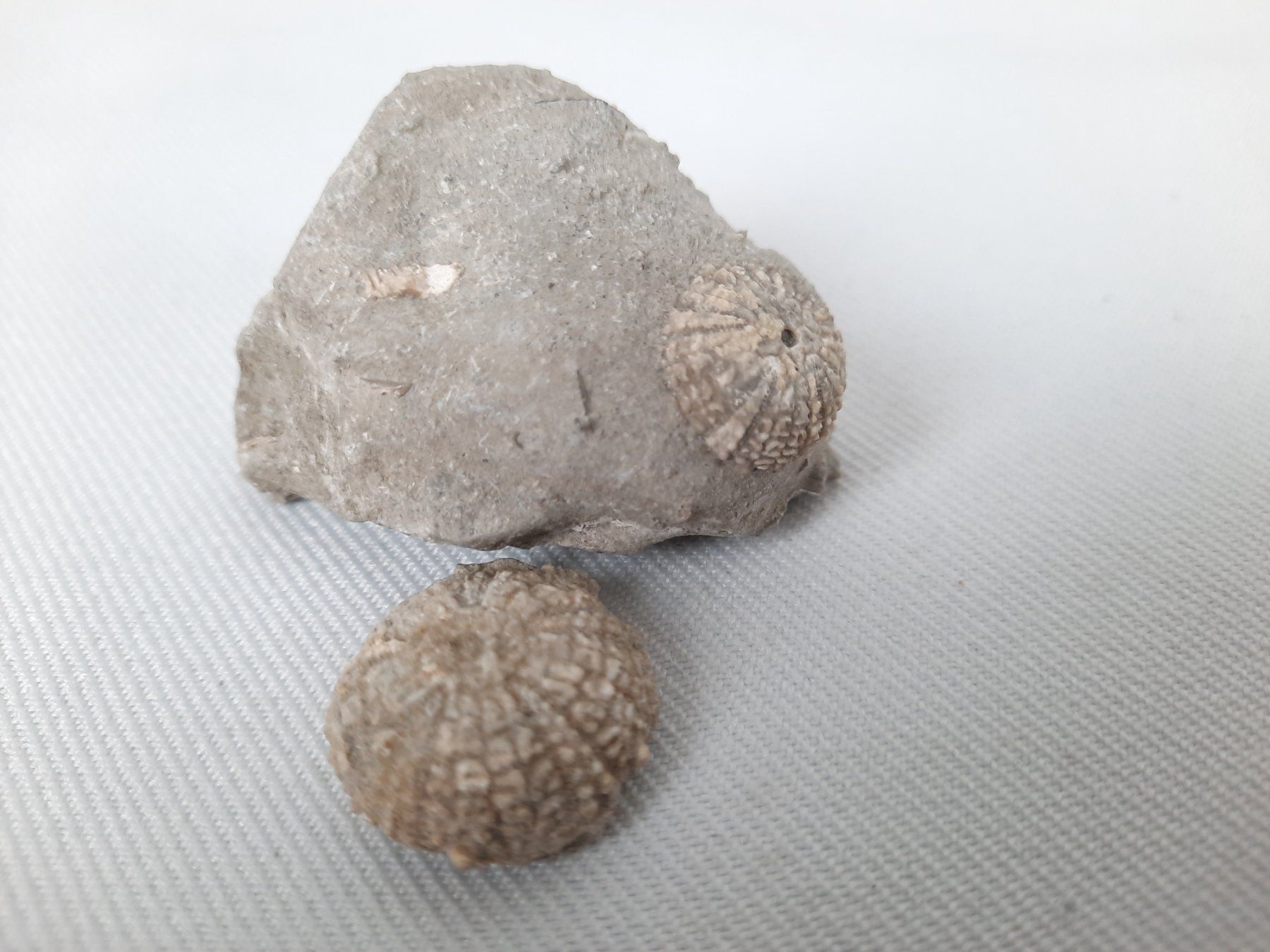 Fossiles: Fossile Seeigel – D'occasion à Beinwil am See par Restwert_Beinwil 2