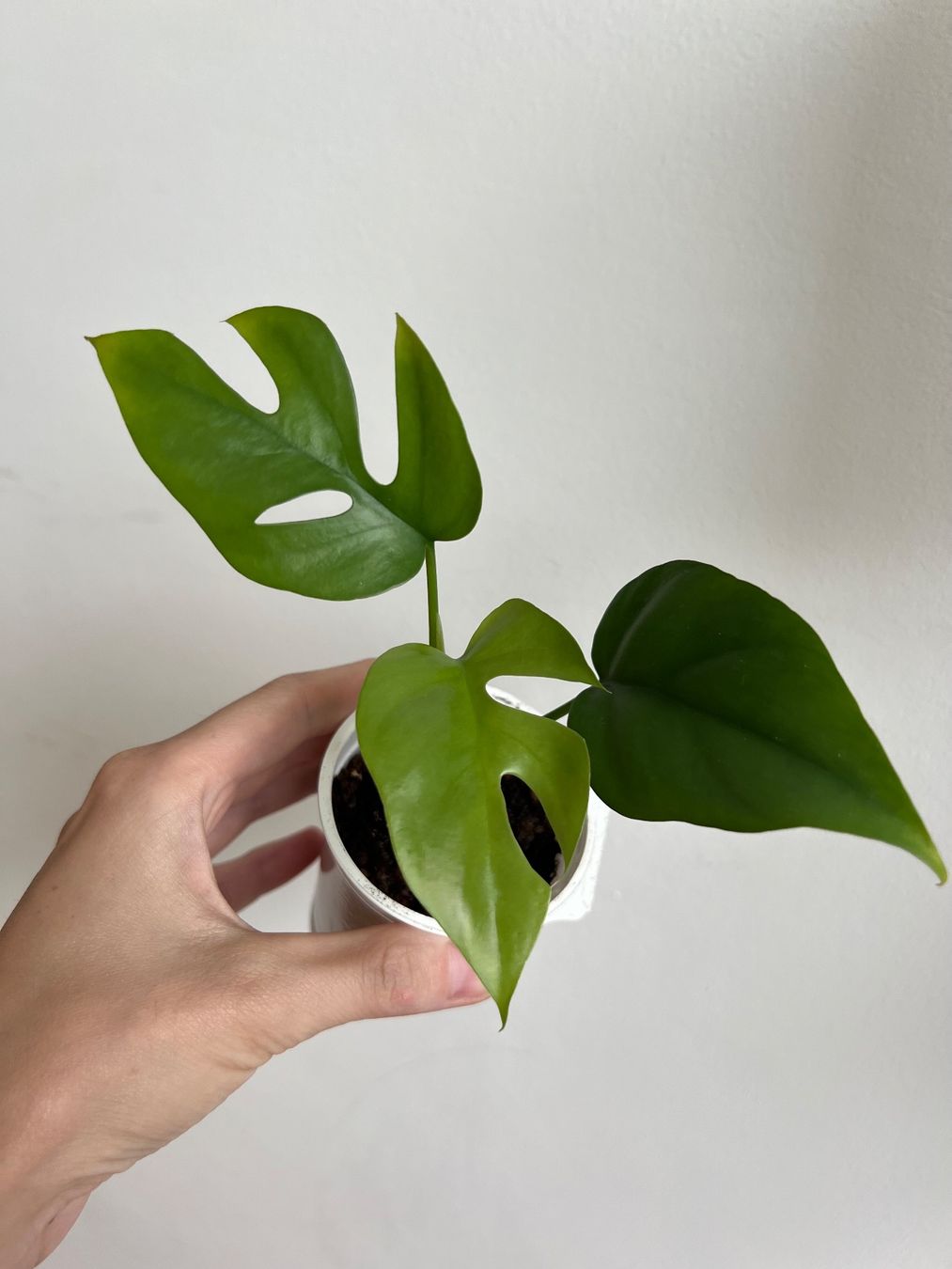 Pflanzen & Samen: Monstera minima💚 – Gebraucht aus Glattpark(Opfikon) von ste_n99y 4
