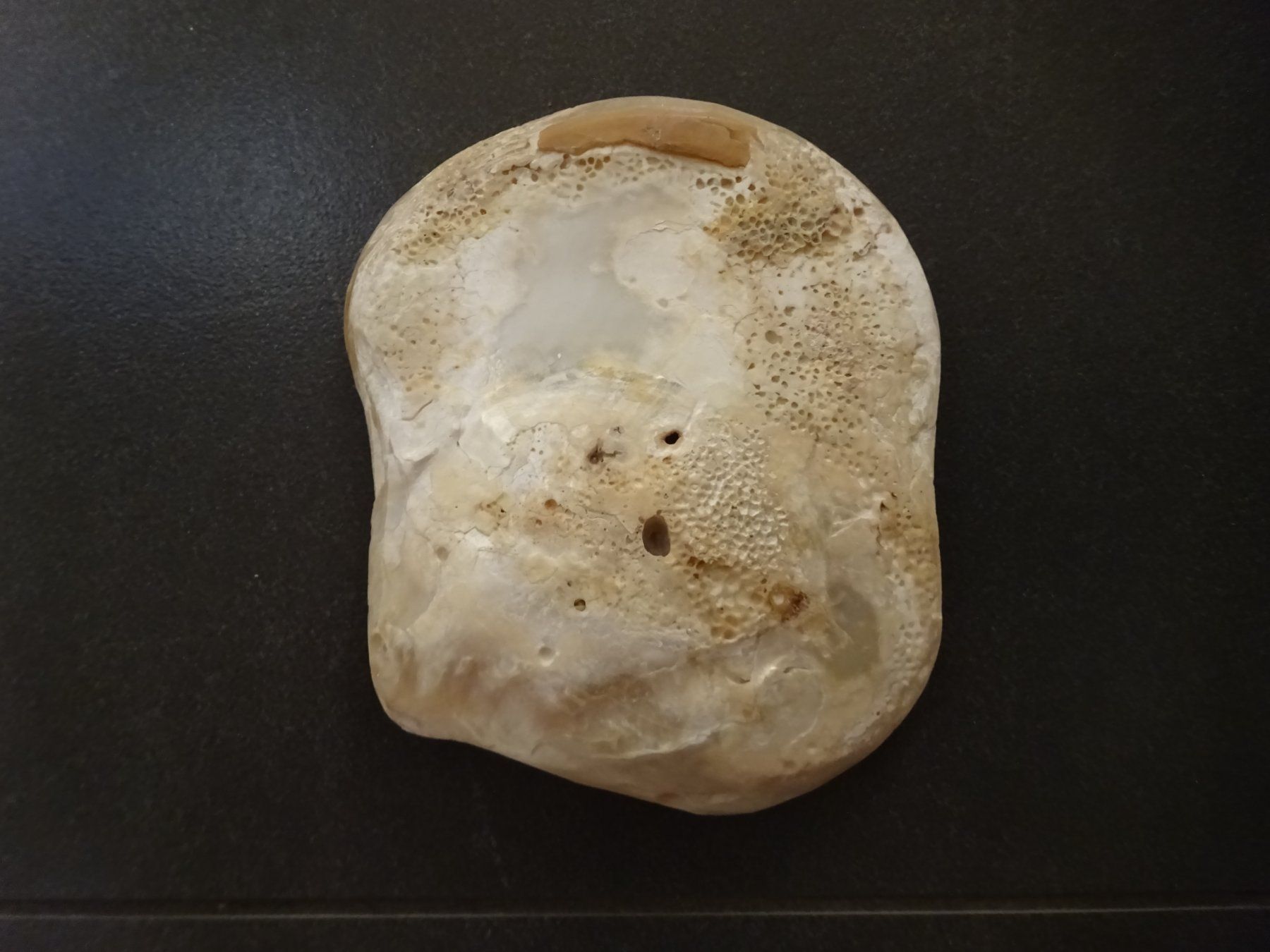 Skulpturen & Statuen: Muschelsucherin Perlmutt / Bretagne 19Jh. – Gebraucht aus Esslingen von FetteSchnecke 6