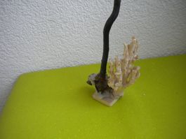 Selten schwarze Koralle Fossil in Symbiose gross (49 cm)