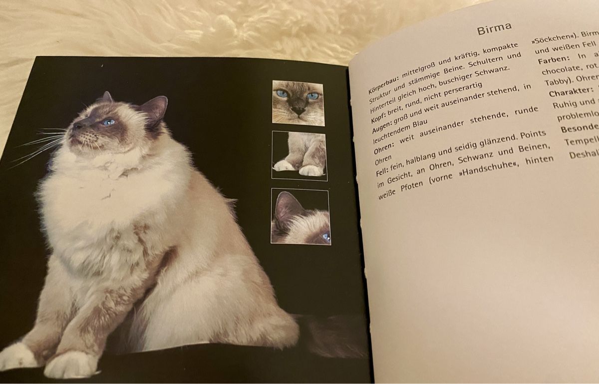 Libri: Bilder Buch Katzenrassen – Nuovo (secondo la descrizione) da Lyss venduto da Sibella56 7