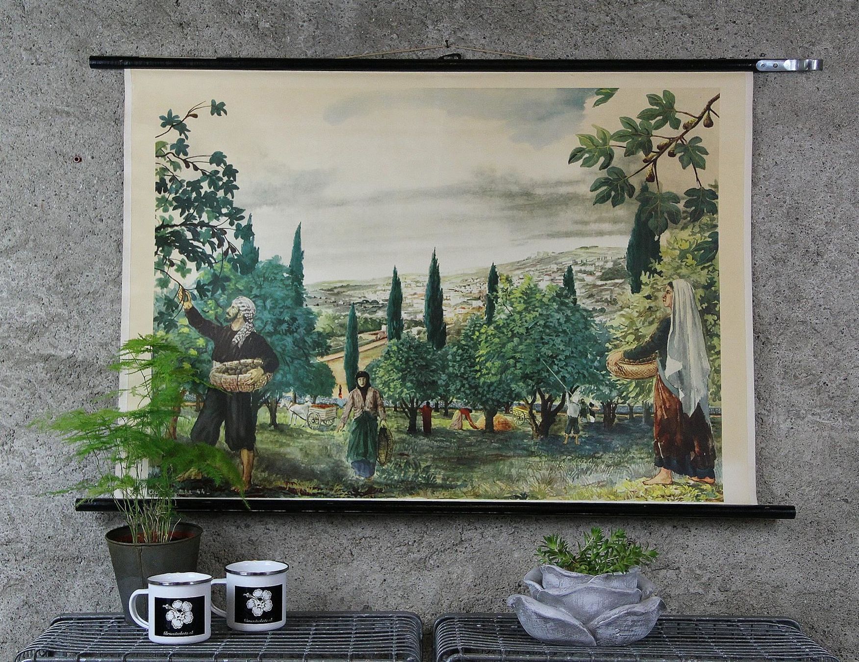 Posters & Illustrations: Schulwandbild "Feigenernte, Feigen" – D'occasion à Birrwil par brandschatz_birrwil 6