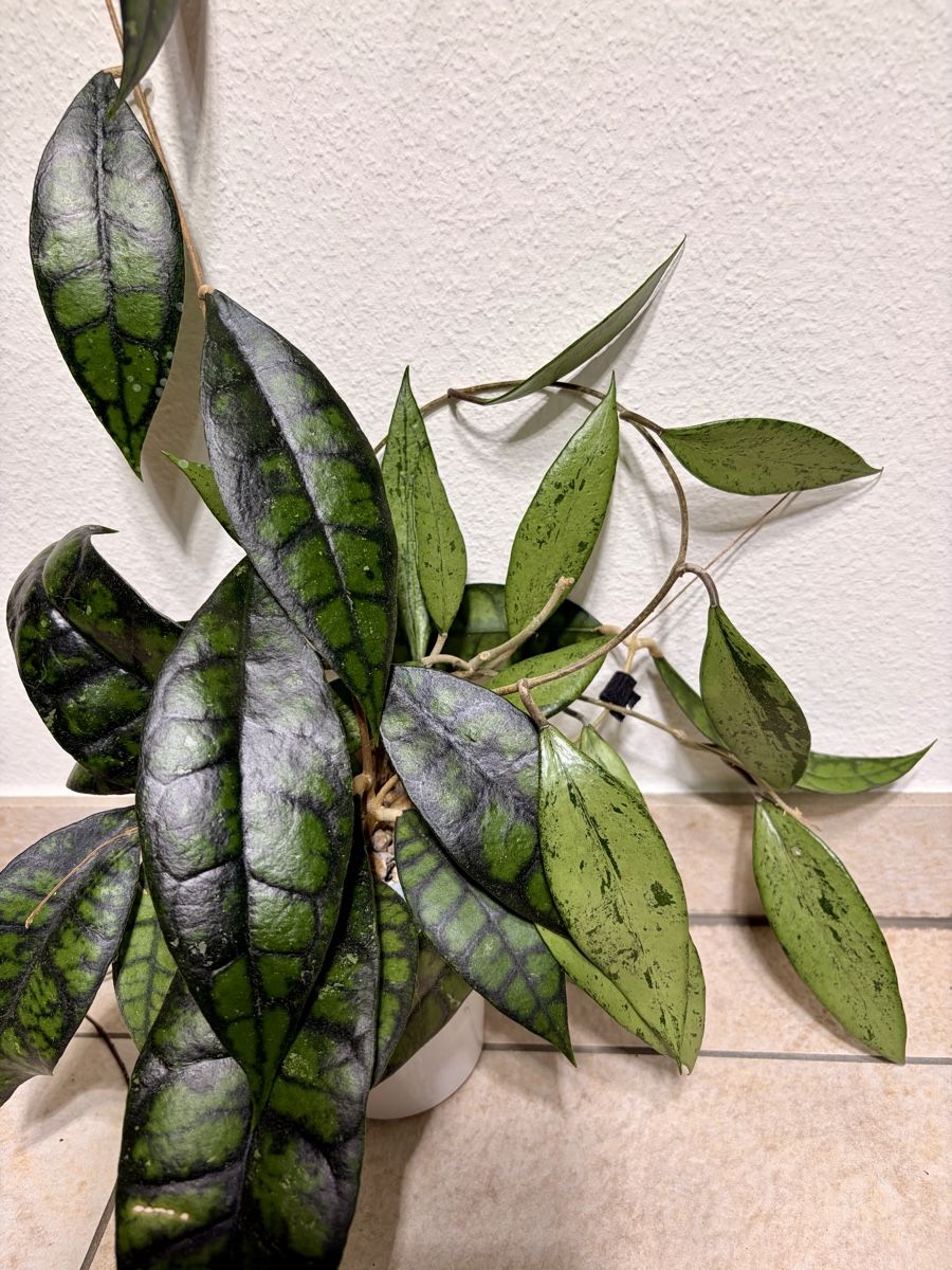 Piante & sementi: Hoya Paket – Usato da Kaiseraugst venduto da dka_b97z 5