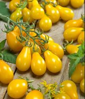 Cocktail TOMATE Gelb, Biernenformig/ 5 Samen
