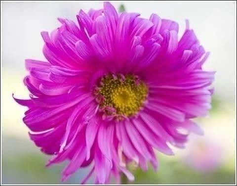 Piante & sementi: Reine-Marguerite Rose 50g – Nuovo (secondo la descrizione) da Bremblens venduto da FIBONACCI369