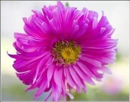 Reine-Marguerite Rose 50g