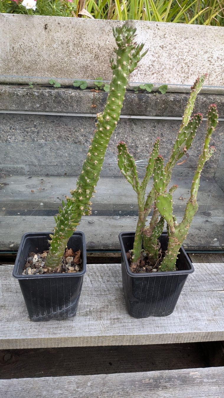 Pflanzen & Samen: Kaktus Opuntia 2 verschiedene – Gebraucht aus Horw von Rebuho