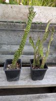Kaktus Opuntia 2 verschiedene