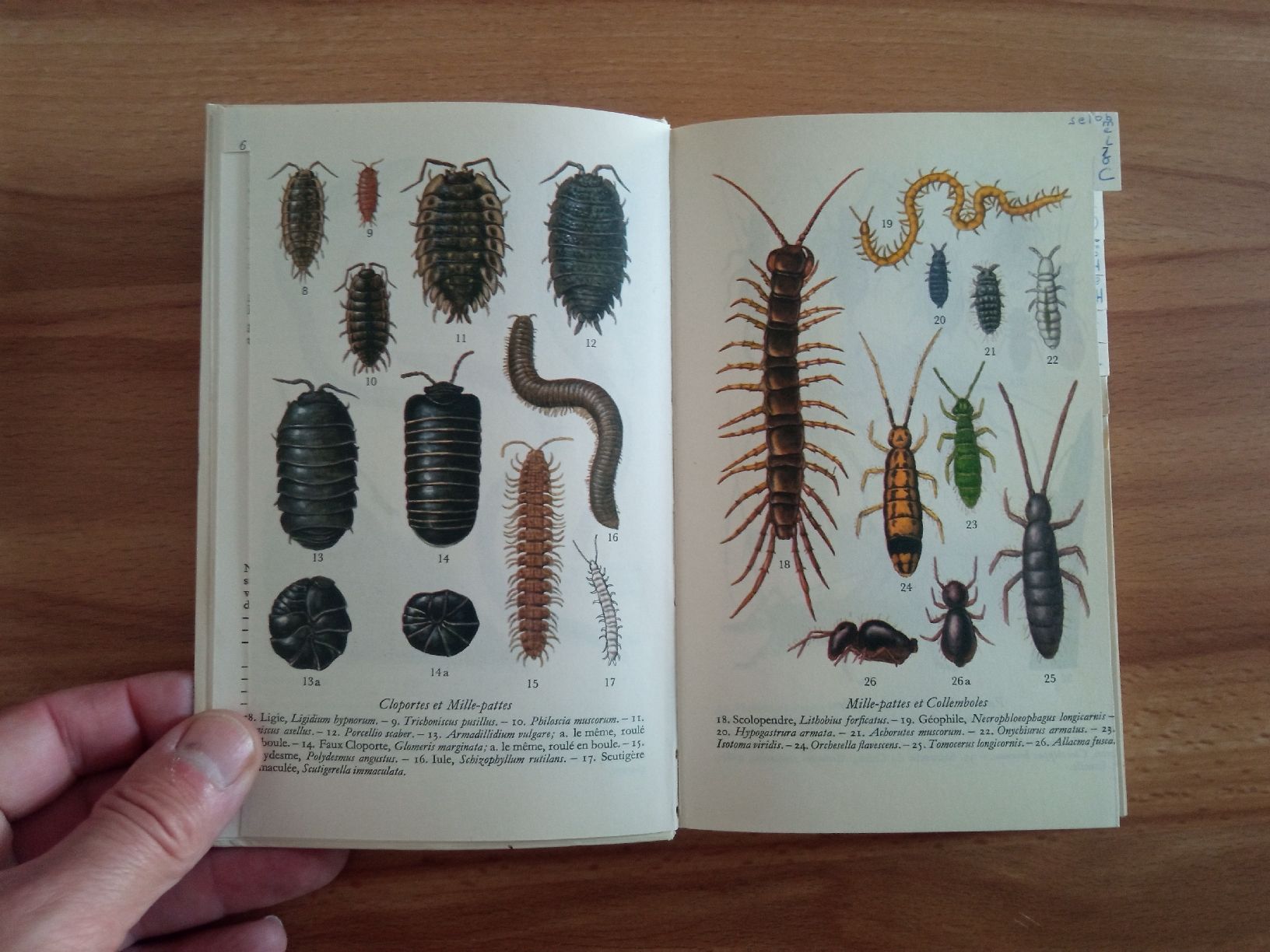 Bücher: lot 3 Livres Papillons  – Gebraucht aus Le Sentier von arc_2thy 7