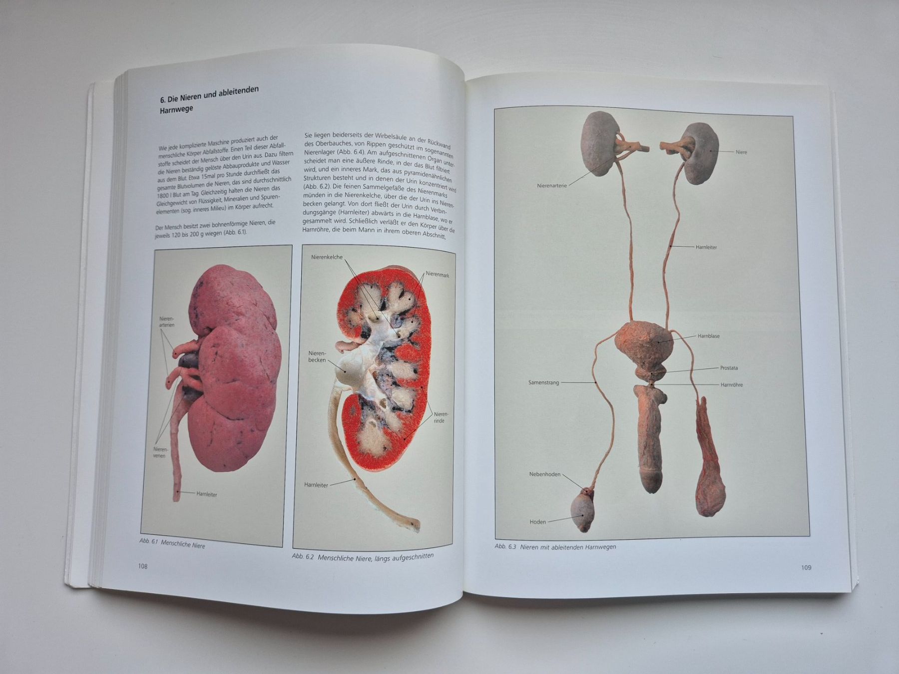 Bücher: KÖRPERWELTEN   🦴🩻 – Gebraucht aus Niederweningen von Obson 5