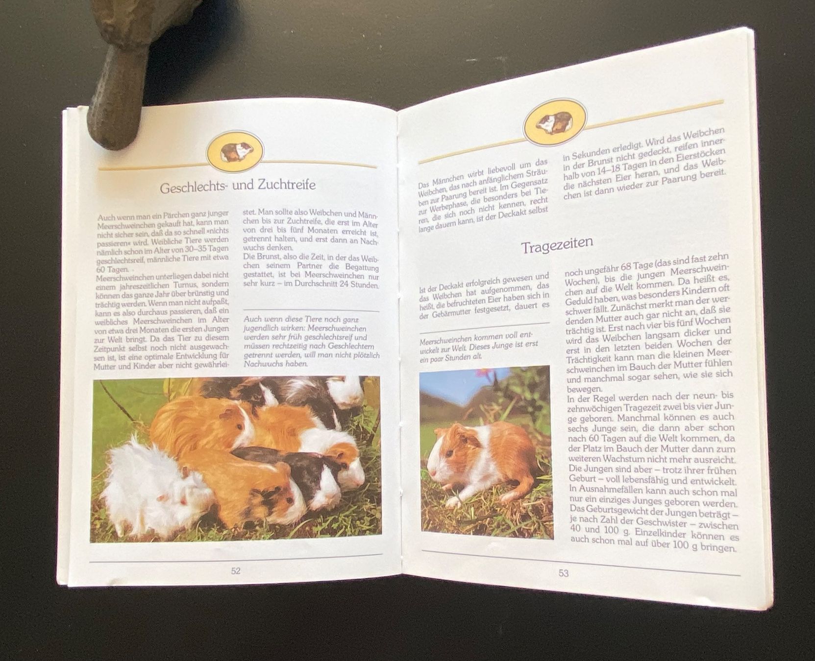 Bücher: Alles über Meerschweinchen – Gebraucht aus Nussbaumen AG von schuba2000 5