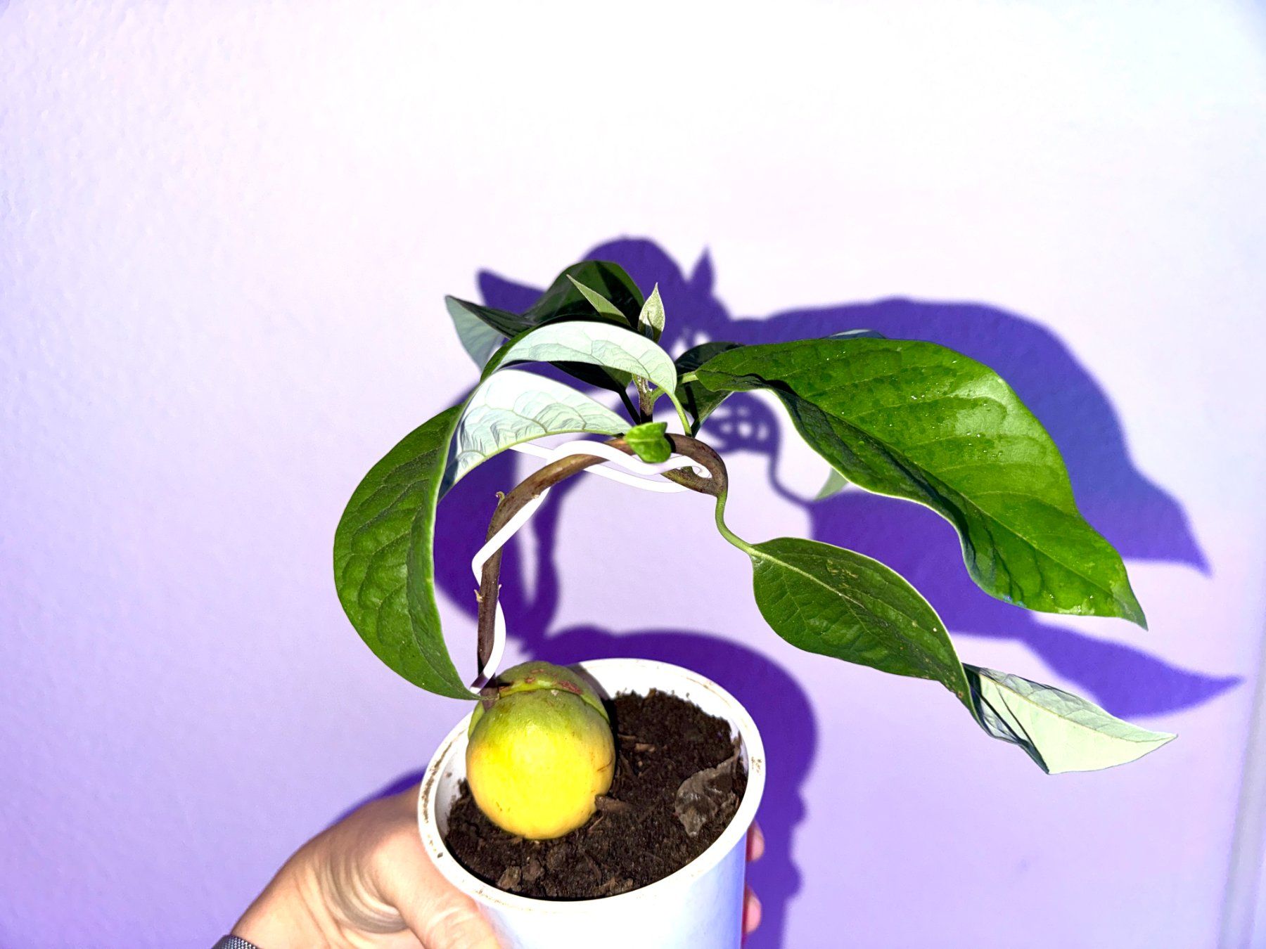 Plantes & graines: Avocado Baum, Bonsai – D'occasion à Schlieren par Edgar_k 4