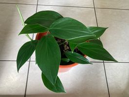 Epipremnum pinnatum ‘Dragon Tail’