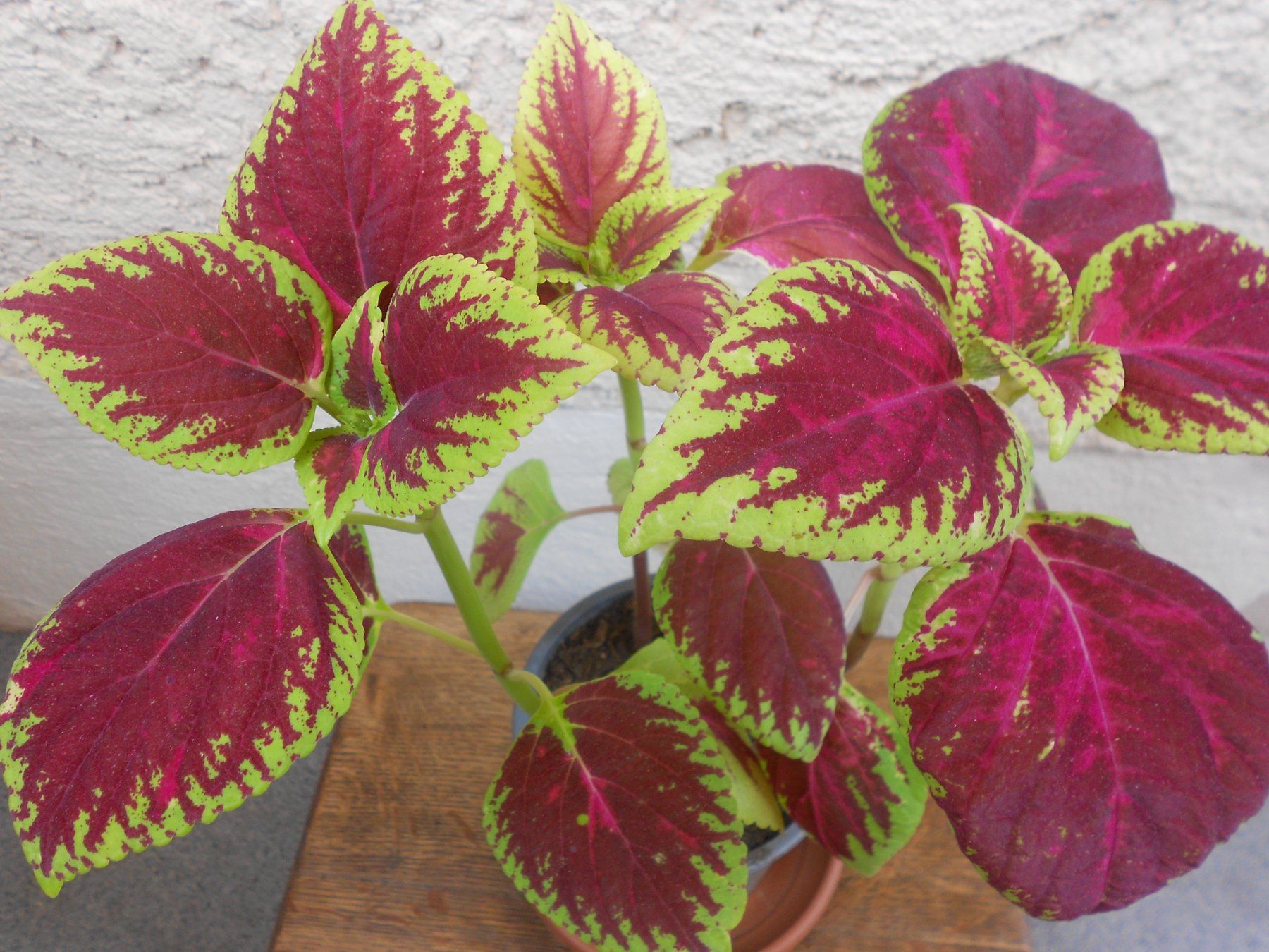 Pflanzen & Samen: Buntnessel (Plectranthus scutellarioides) – Neu (gemäss Beschreibung) aus Zollikofen von Flavabana