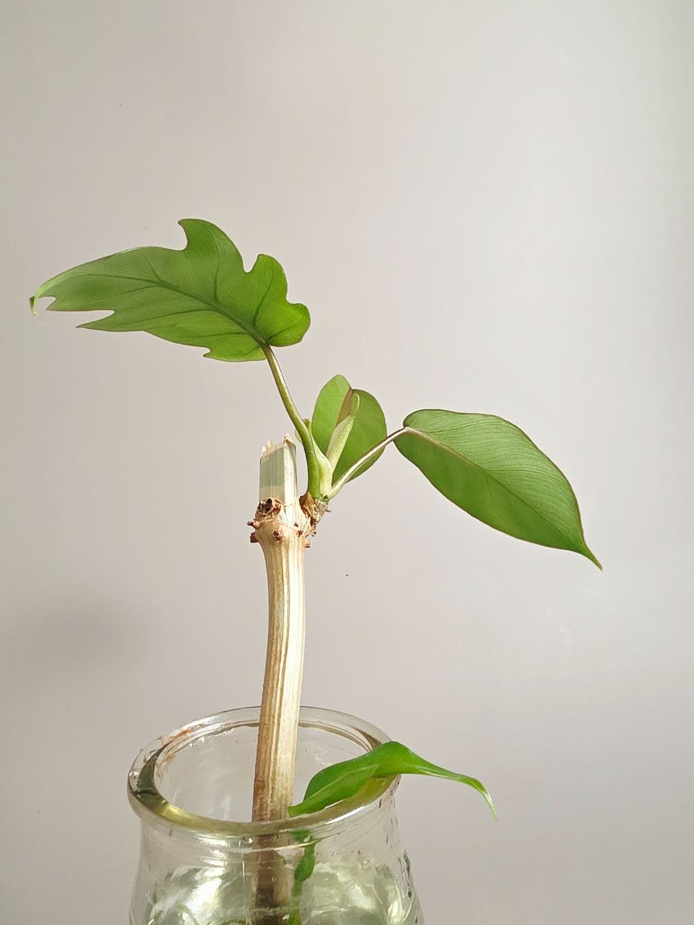 Piante & sementi: Philodendron mayoi Steckling – Nuovo (secondo la descrizione) da Gerolfingen venduto da Azora 1
