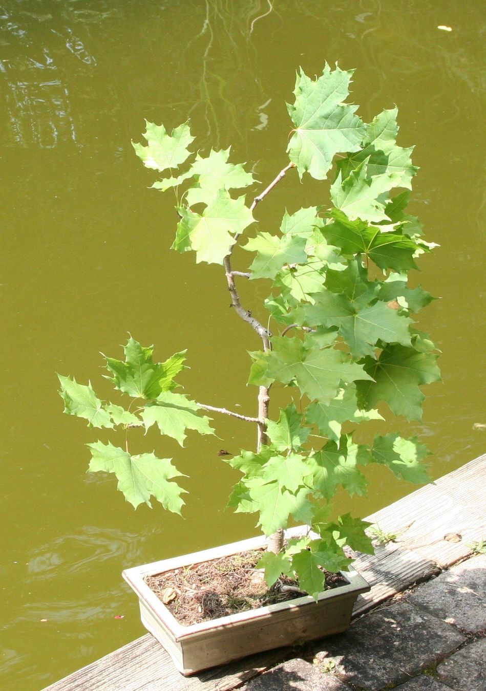 Pflanzen & Samen: BONSAI  -  Spitzahorn – Gebraucht aus Gretzenbach von Sikim 1