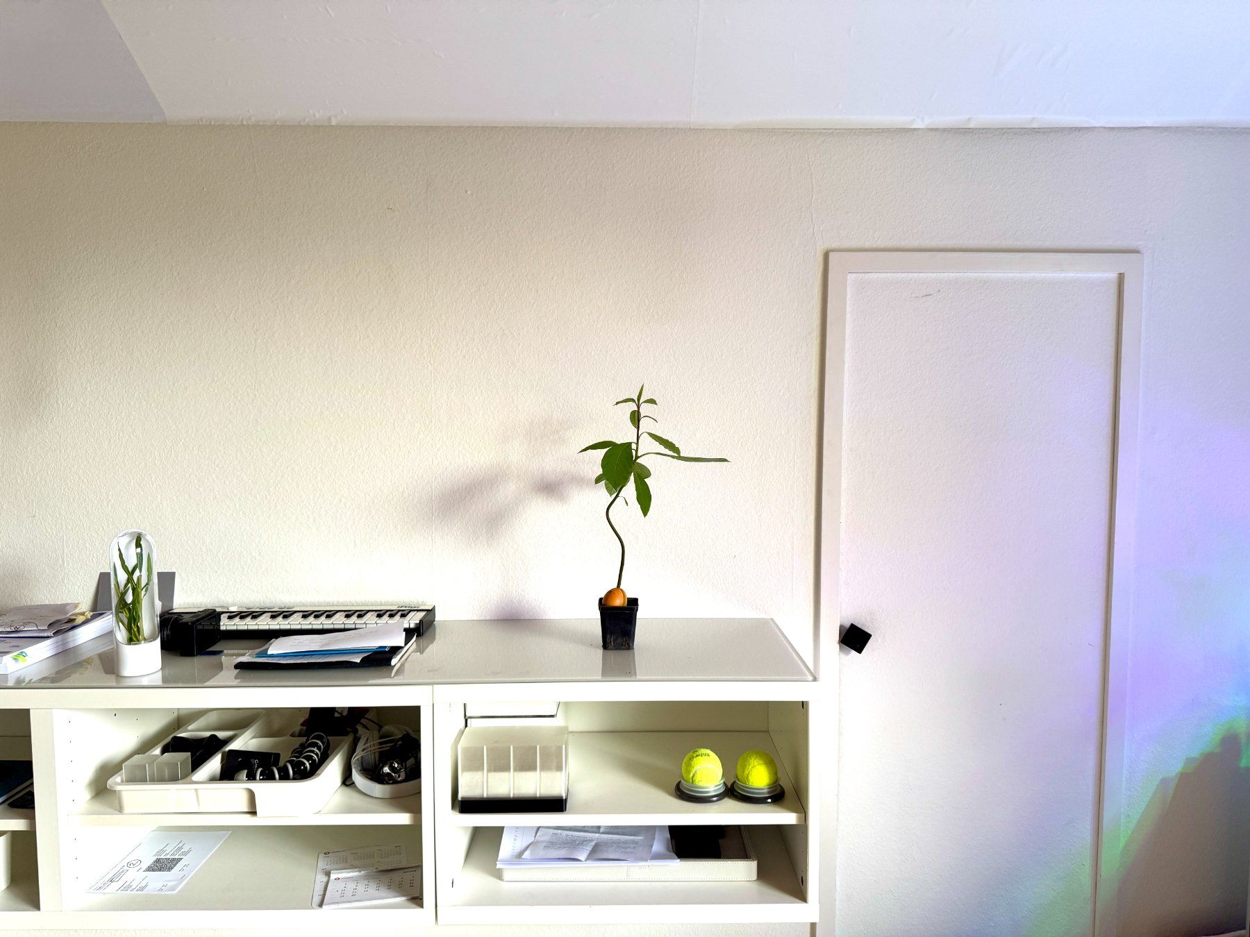 Piante & sementi: Avocado Baum (jungpflanze) – Usato da Schlieren venduto da Edgar_k 2