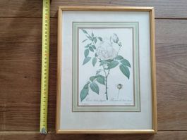 altes Bild mit Goldrahmen "Rosa Indica fragrans" Redouté